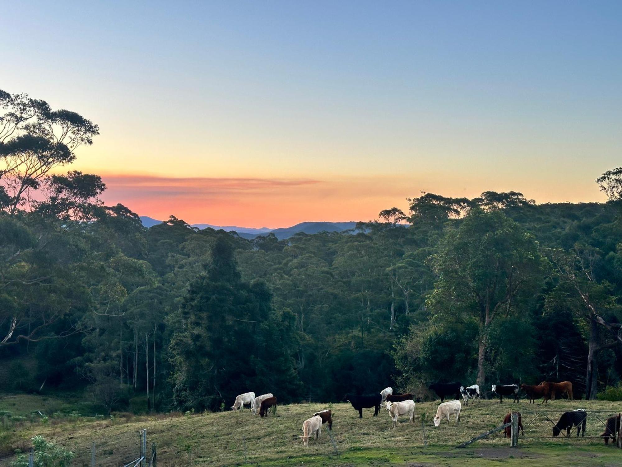 Whispering Valley Cottage Retreat Maleny Luaran gambar